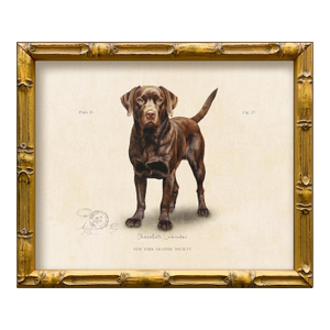 Reproduction Art Print of Vintage "World of Dogs" Illustration (Chocolate Labrador), Framed