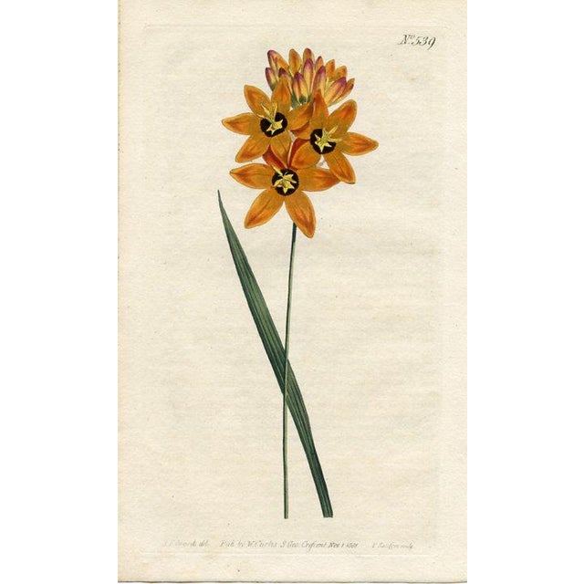 Original early-1800s hand-colored botanical print published in "Curtis's Botanical Magazine", the oldest and longest...