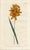 Original early-1800s hand-colored botanical print published in "Curtis's Botanical Magazine", the oldest and longest...