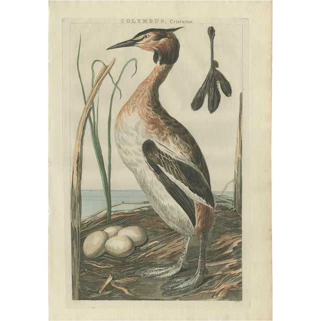 Late 18th Century Sepp and Nozeman, Great Crested Grebe, 1789, Paper For Sale - Image 5 of 5