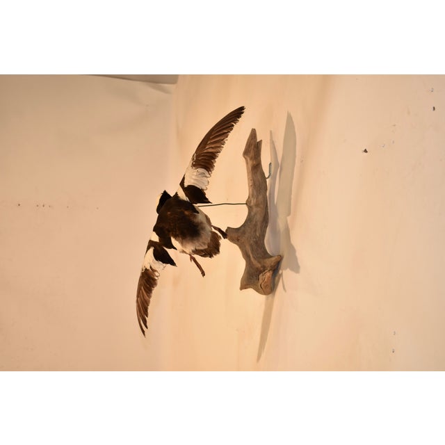 Bufflehead Duck Mounted on Driftwood Wall Mount For Sale In Greensboro - Image 6 of 9