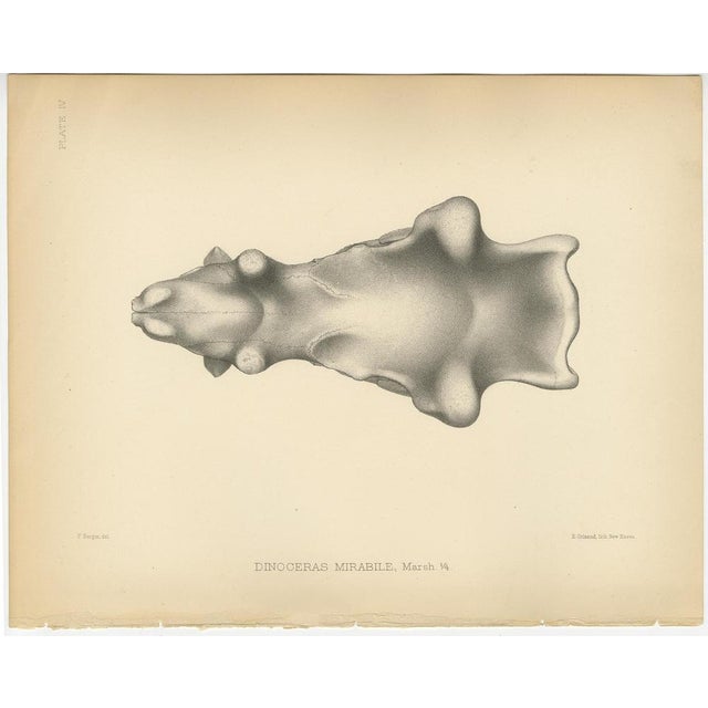 Marsh, Paleontology Illustrations of a Dinoceras Mirabile, 1886, Prints, Set of 5 For Sale - Image 3 of 7