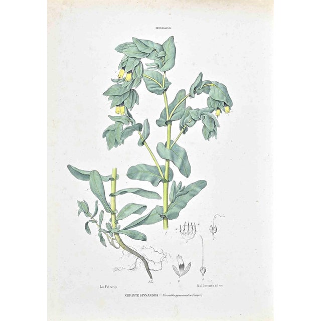 Vincenzo Tenore, The Borages, Lithograph, 1870s For Sale