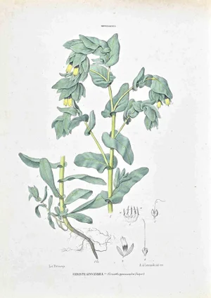 Vincenzo Tenore, The Borages, Lithograph, 1870s
