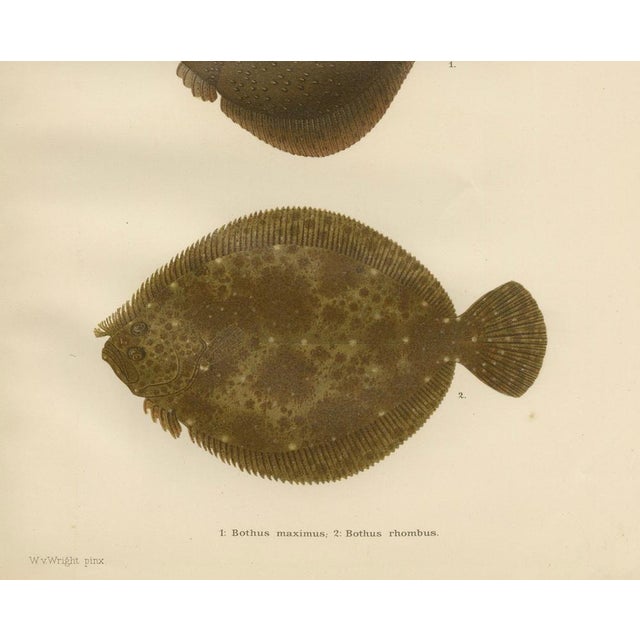 Turbot and Brill - Majestic Scandinavian Flatfish Lithograph This beautiful 19th-century lithograph from 'Skandinaviens...