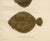 Turbot and Brill - Majestic Scandinavian Flatfish Lithograph This beautiful 19th-century lithograph from 'Skandinaviens...
