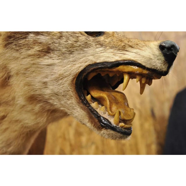 Vintage Jackal Shoulder Trophy Mount Oak Wall Plaque Taxidermy Mancave Decor For Sale - Image 9 of 12