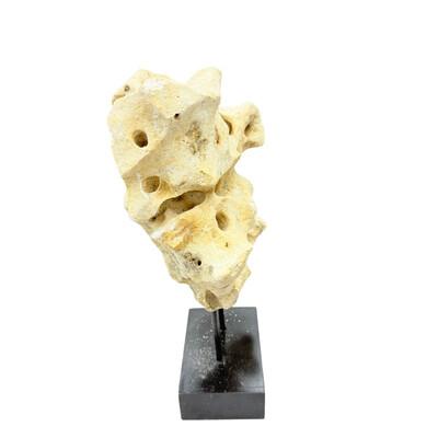 Indonesian Coral Stone On Teak Stand For Sale - Image 4 of 5