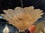 Gold Murano Glass Leaf Form Flush Mount Chandelier For Sale In Dallas - Image 6 of 6