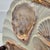 Late 19th Century Late 19th Century Weimar Germany Iridescent Pink Porcelain Scalloped Oyster Plate For Sale - Image 5 of 8
