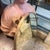 Brass 1950s Gio Ponti Style Mid-Century Modern Solid Brass Italian Oval Wall Mirror For Sale - Image 8 of 13