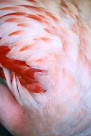 Flamingo #5 by Alicia Bock Print, 24" x 36"
