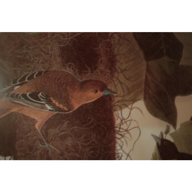 Pair of Original Mid-Century Avian Art Lithographic Prints Styled After Audubon, Framed For Sale - Image 13 of 17