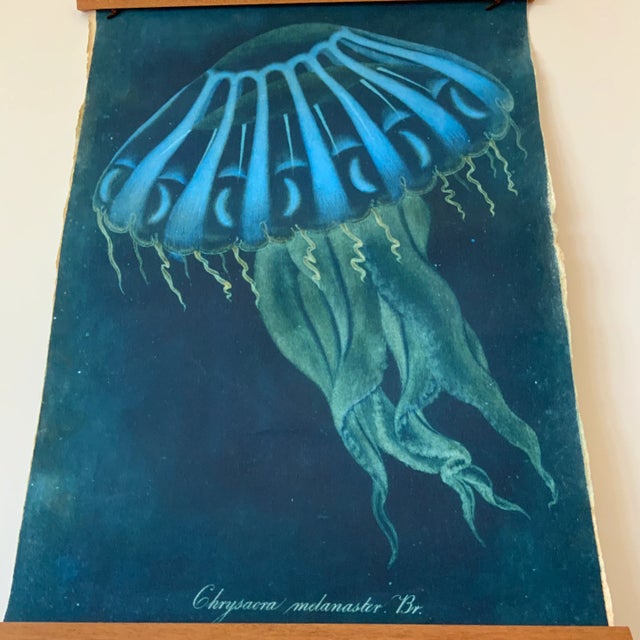 Vintage Sealife Print From Natural Curiosities For Sale - Image 4 of 7