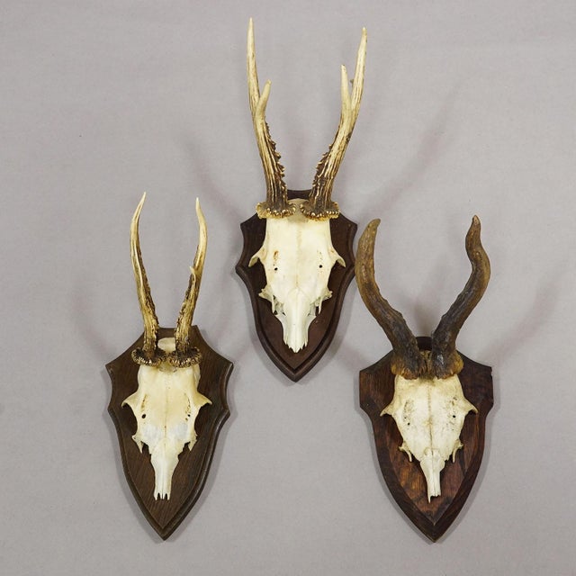 Wood Vintage Set of Six Roe Deer Trophies on Wooden Plaques Germany Ca. 1960s For Sale - Image 7 of 9