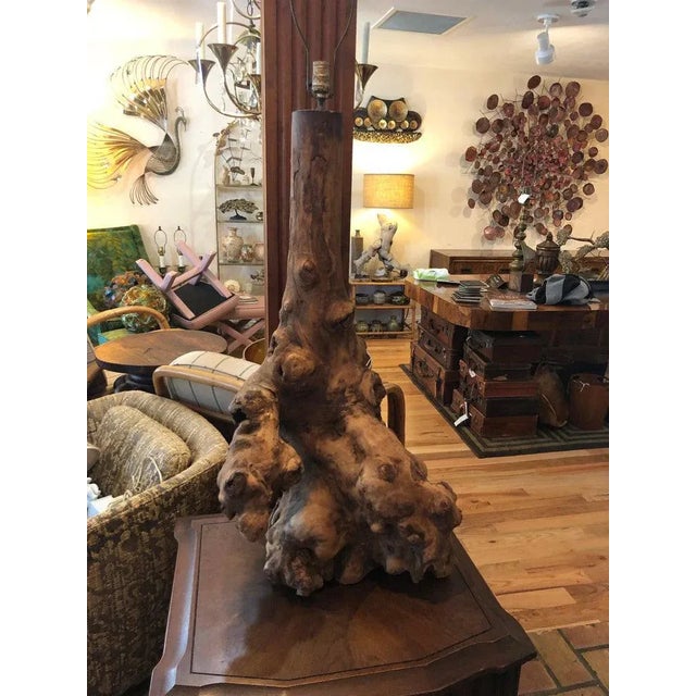 Monumental Mid Century driftwood Lamp. Fabulous bulbous base with intricate roots. Unique, one of a kind find. Perfect for...