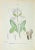 Lithograph hand watercolored. Belongs to the Series "Atlante di Botanica popolare ossia Illustrazione di Piante Notevoli...