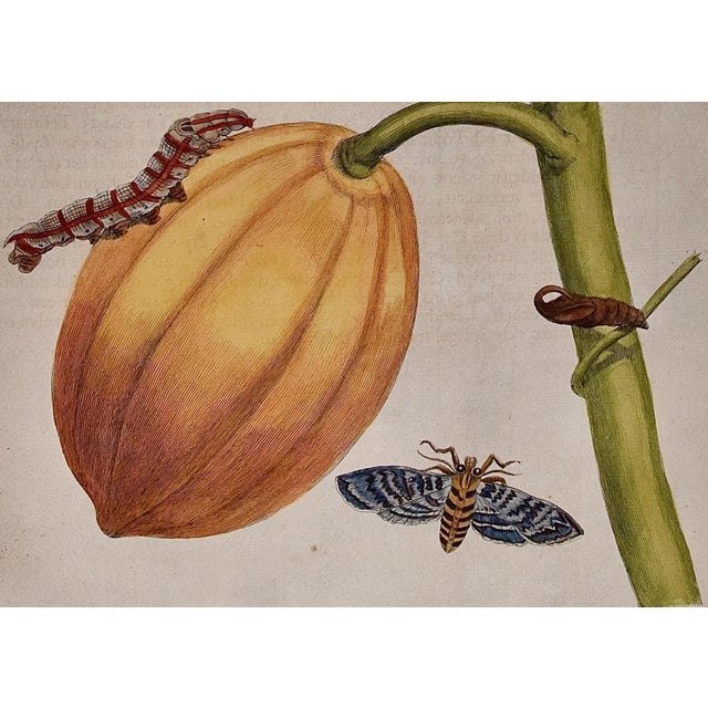 Papaya and Moth Metamorphosis: 18th C. Hand-colored Engraving by Maria Merian, 1730 For Sale - Image 4 of 4