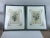 Branca Inc. framed and hand painted matts matching the 19'th century lithograph botanicals by Chirat. Delicate pastels...