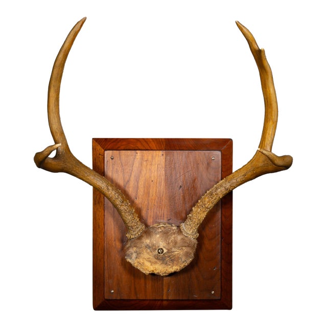 Vintage Mounted Deer Antlers on Beveled Wooden Plaque c.1940-1970 For Sale