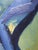 Mid-Century Modern 'Blue Interlude' Vintage Swedish Original Abstract Oil Painting, Framed For Sale - Image 12 of 13