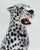Not Yet Made - Made To Order White Leopard Statue in Ceramic by Ceramic Boxer For Sale - Image 5 of 8