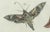 Paper Bertuch, Exotic Moths and Caterpillars, 1800, Engraving For Sale - Image 7 of 9