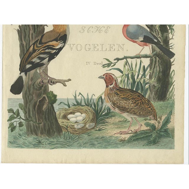 Sepp, Houttuyn & Nozeman, Hoopoe, Bullfinch, Linnet and Quail, 1770s-1800s, Print For Sale - Image 3 of 10