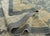 Turkish Oushak Antique Look Rug 10'5" x 14'3" #21310 For Sale In Houston - Image 6 of 8
