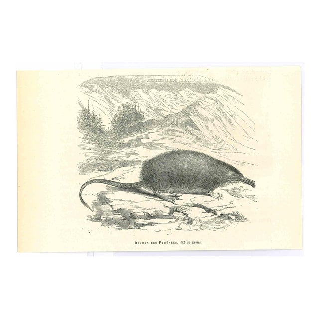 Paul Gervais, Desman, 1854, Lithograph For Sale