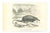Paul Gervais, Desman, 1854, Lithograph For Sale