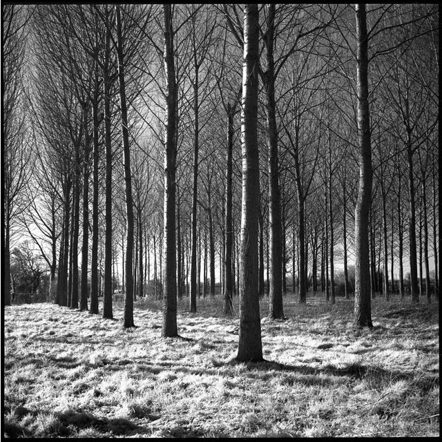 Not Yet Made - Made To Order Paul Cooklin, Wickham Skeith, Edition of 50 For Sale - Image 5 of 5