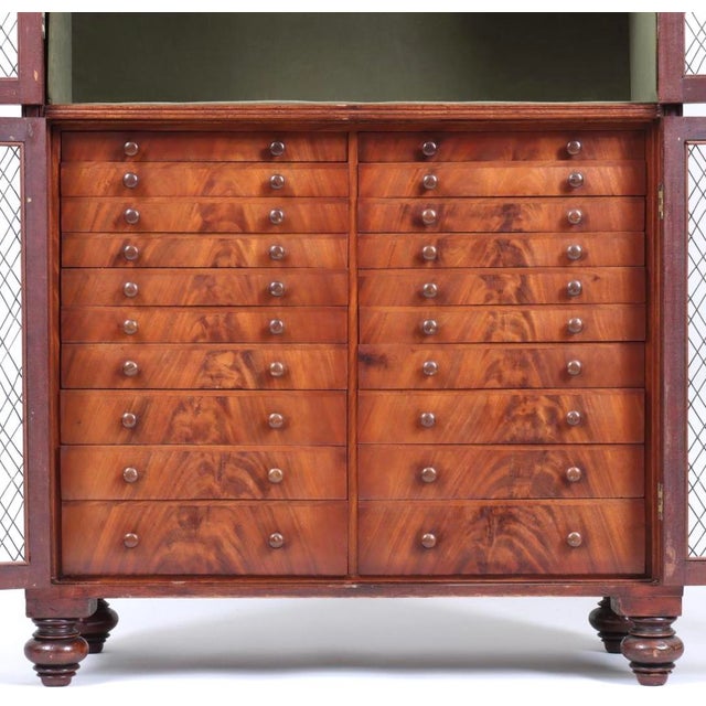 19th Century Regency Mahogany Collector's Display Cabinet For Sale - Image 4 of 7