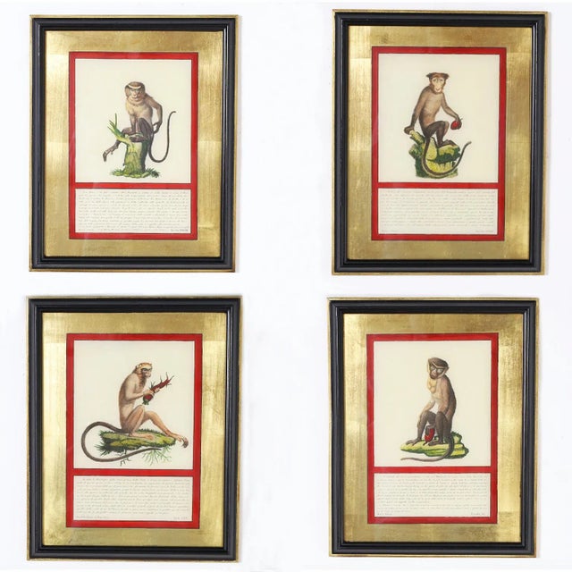 Set of Four Hand Colored Monkey Prints For Sale - Image 10 of 10