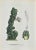 Vincenzo Tenore, The Cactaceae, Lithograph, 1870s For Sale