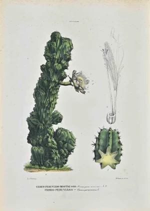 Vincenzo Tenore, The Cactaceae, Lithograph, 1870s