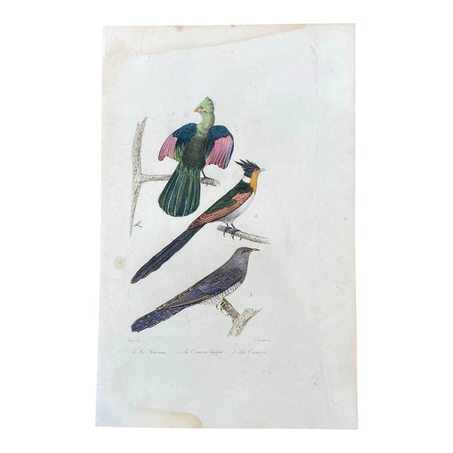 French Antique 18th Century "Le Touraco" Bird Engraving Hand Colored Signed Artwork For Sale