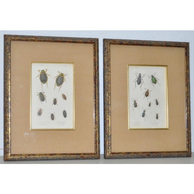 Pair of 19th Century Color Insect Plates Elegantly framed color prints of various insects c.1890s. Each print measures 7...