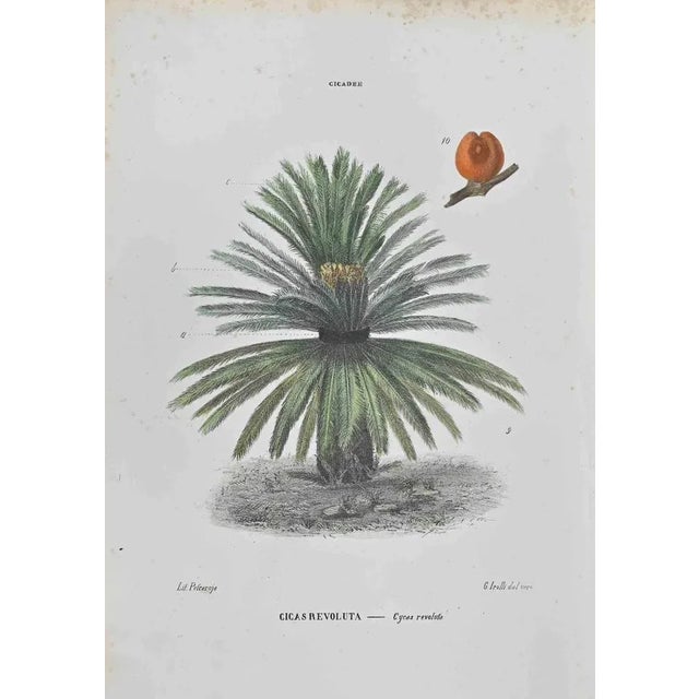 Lithograph hand watercolored. Belongs to the Series "Atlante di Botanica popolare ossia Illustrazione di Piante Notevoli...