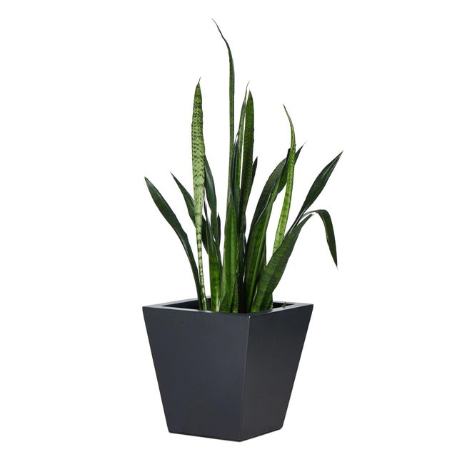 Four Hands Koto Planter - Black Concrete, Small For Sale In Austin - Image 6 of 8
