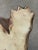Majolica Pug Dog Pitcher, C1880-1900 For Sale - Image 10 of 11