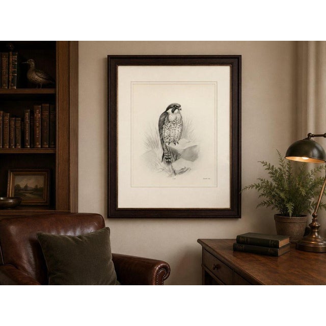 Gold Lilian M. Medland, Peregrine Falcon, 1908, Monochrome Ornithological Plate For Sale - Image 8 of 9