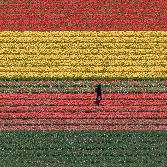 "AV_Tulip_Fields_036" Contemporary Aerial View Limited Edition Photograph by Bernhard Lang For Sale - Image 10 of 11