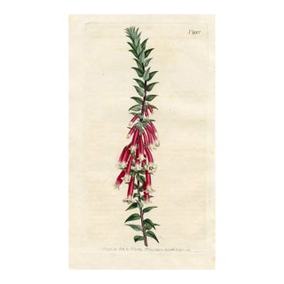 Heather Print, Antique Curtis Botanical Print, 1806, Hand Colored Engraving, England For Sale