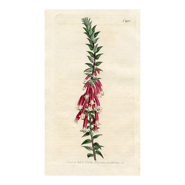 Heather Print, Antique Curtis Botanical Print, 1806, Hand Colored Engraving, England For Sale