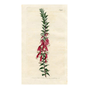 Heather Print, Antique Curtis Botanical Print, 1806, Hand Colored Engraving, England