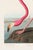 Not Yet Made - Made To Order Pink Flamingo (Audubon, Birds of America), Vintage Art Print Reproduction, 32" X 48" For Sale - Image 5 of 12