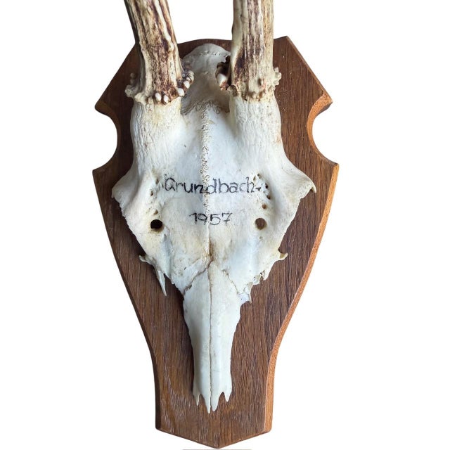 Reo Deer Trophy Trophies Set of 4 136 Black Forest Antlers For Sale - Image 4 of 7