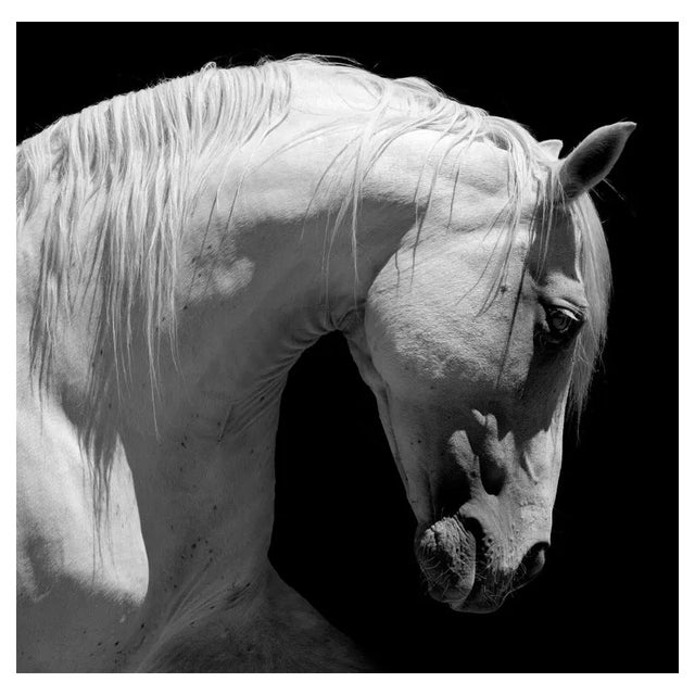 66North, White Stallion Horse Andalusian BW, Photograph For Sale