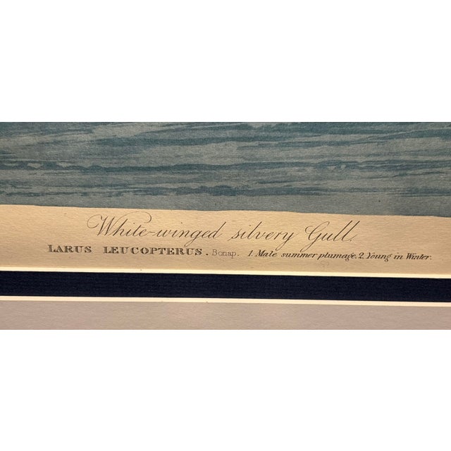 John James Audubon John James Audubon White-Winged Silvery Gull – 1835 Havell Elephant Folio Plate For Sale - Image 4 of 10